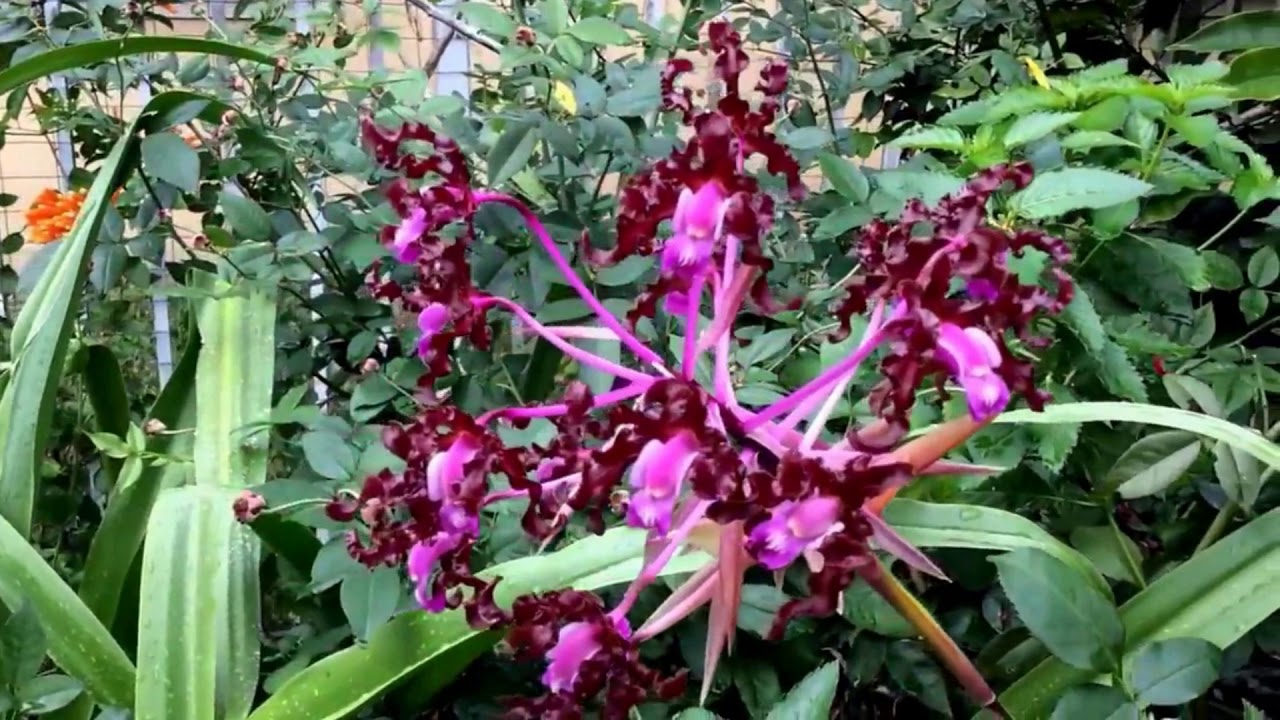 ORQUÍDEAS SCHOMBURGKIA,CONOZCALAS.
