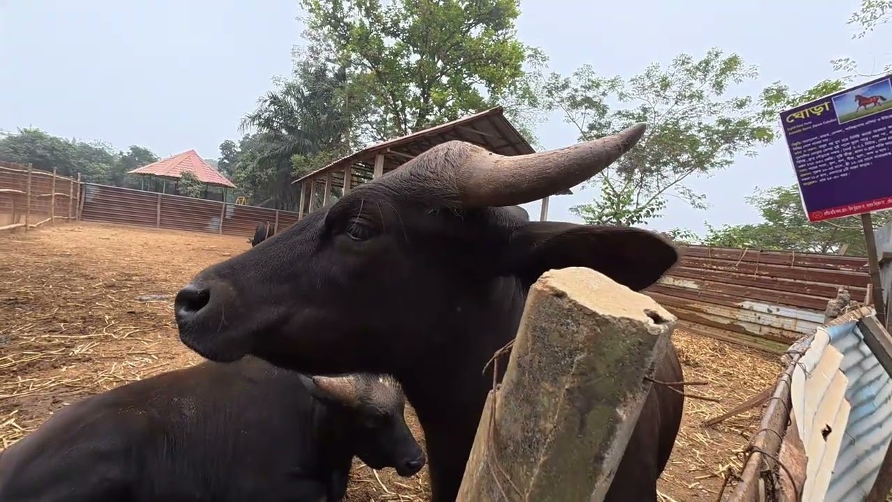Goyal | Looks like a cow, Its name is Goyal | গয়াল | গরুর মতো দেখতে কিন্তু নাম গয়াল