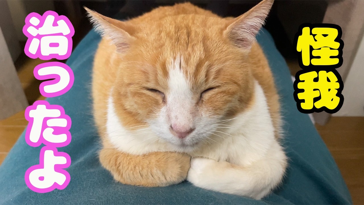 足を怪我した猫が回復しました