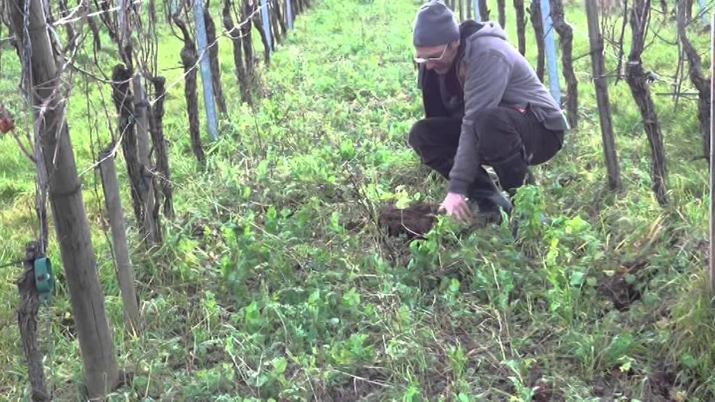 Vignes : des couverts végétaux pour des sols vivants