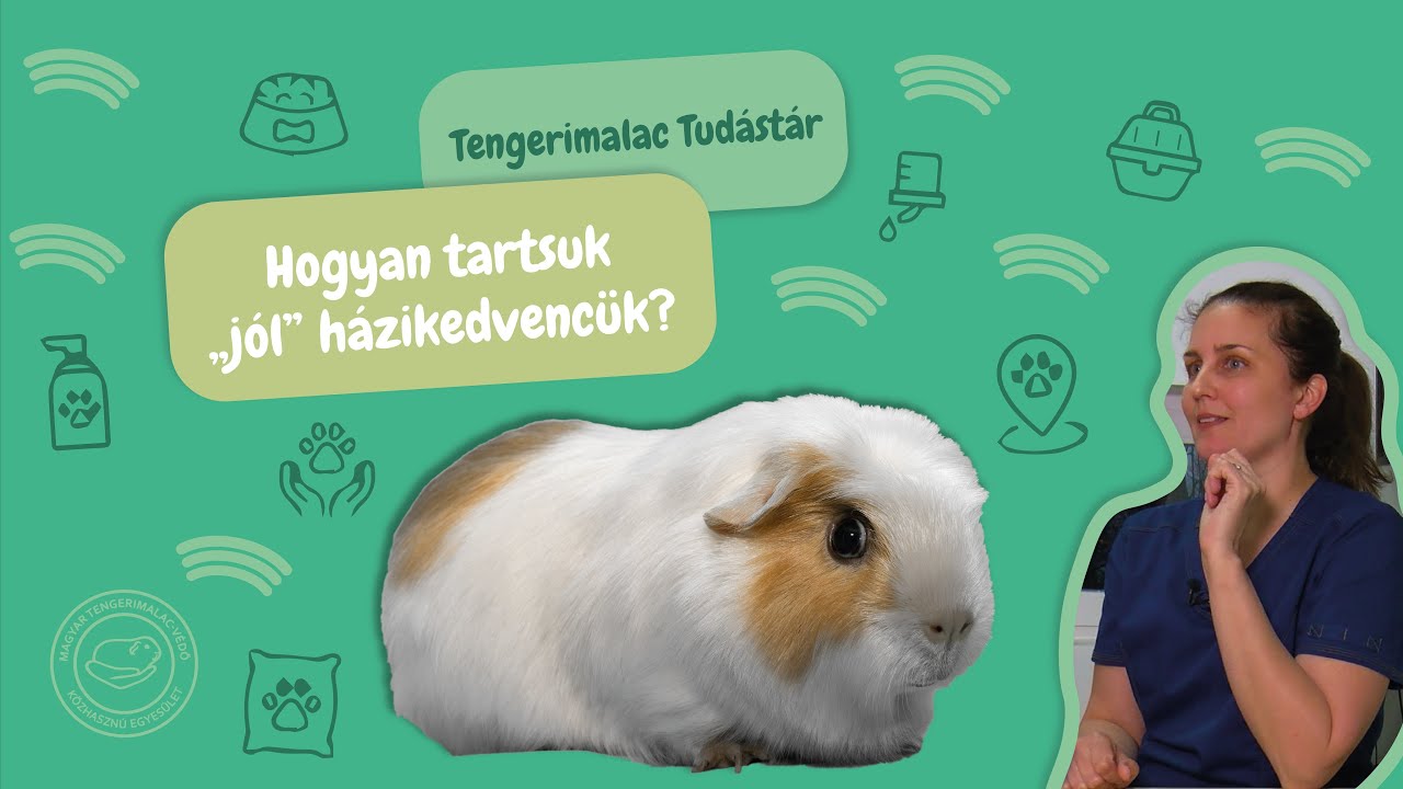 Hogyan tartsuk 