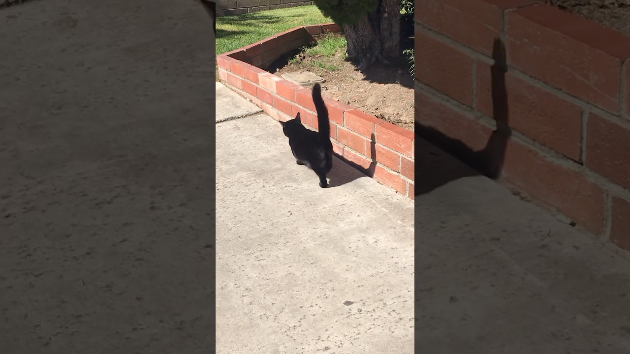 Mini Panther on his daily adventure #cat #munchkincat #blackcat #minipanther #catvideos #catlovers