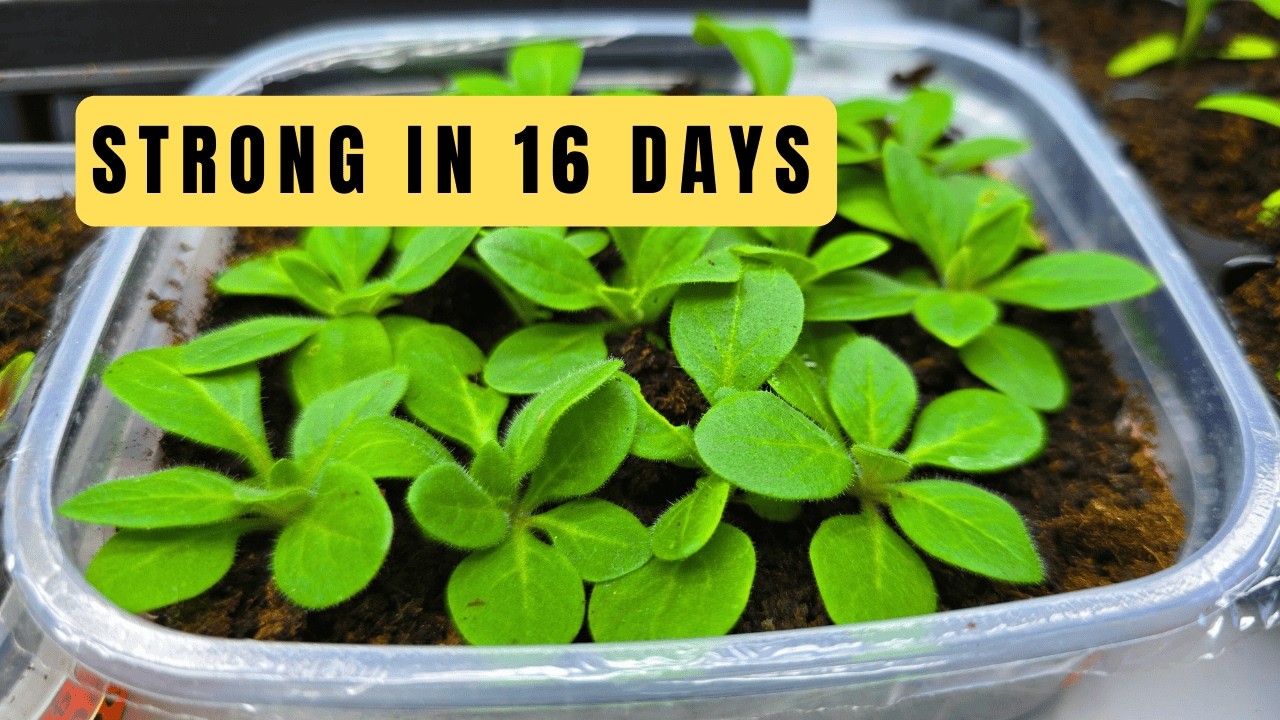 Как получить крепкие саженцы петунии за 16 дней | Мои проверенные советы