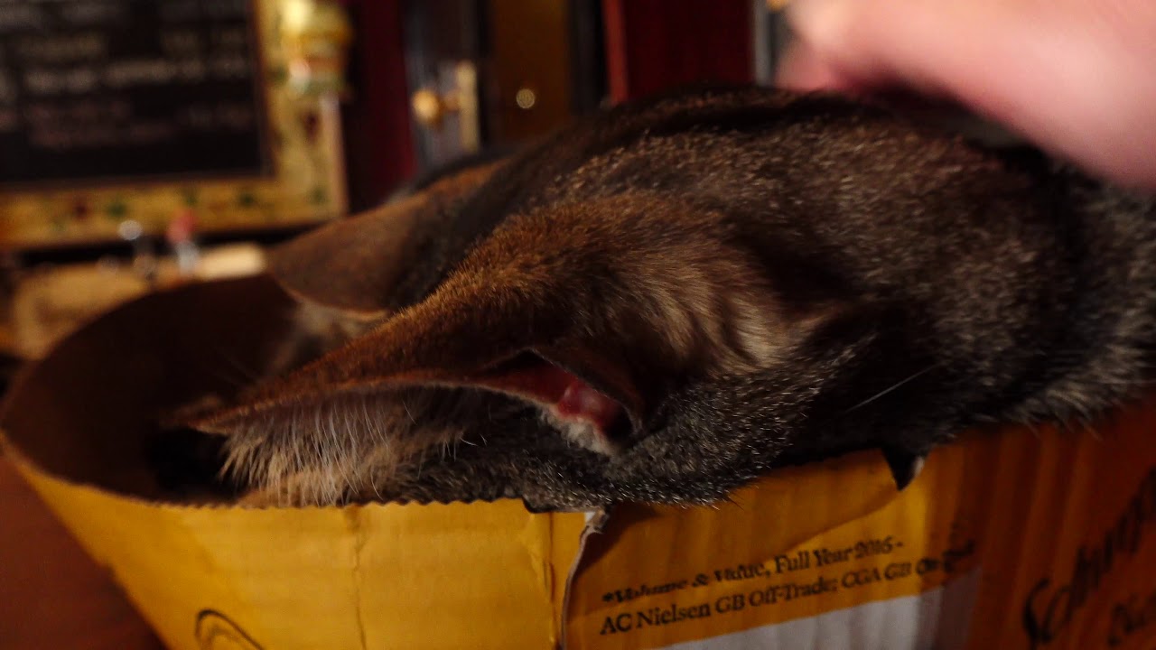Bag o' Nails, Bristol, England.  A pub with cats
