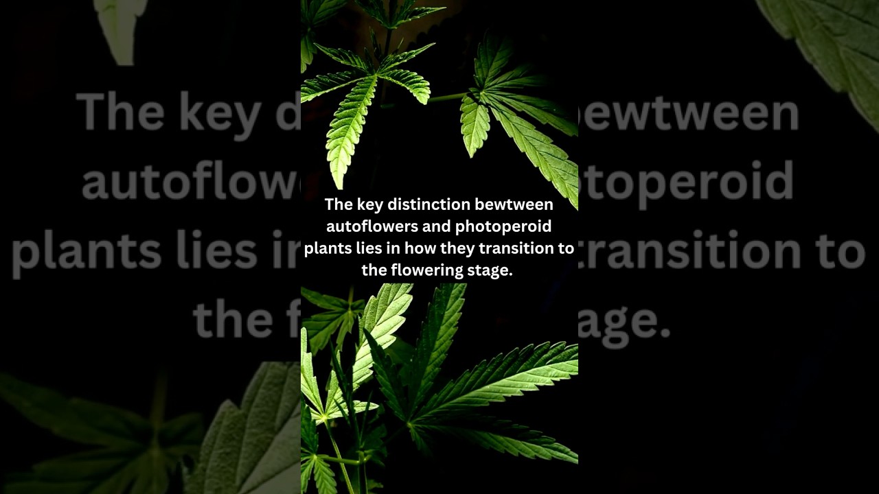 What's the difference between autoflowering cannabis and photoperiod cannabis plants?