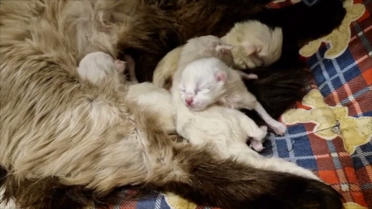 Ragdoll Kittens' Birth Day (trigger: some blood)