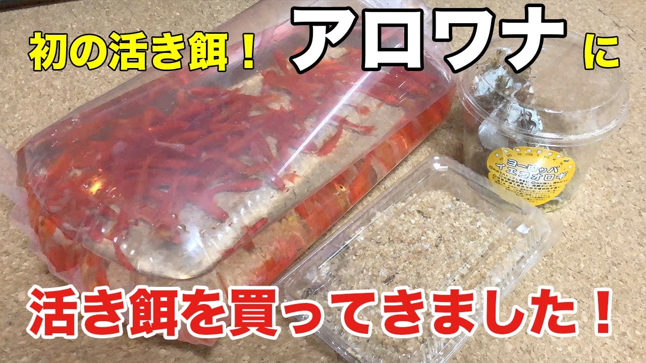 【捕食シーンあり】アロワナに活き餌を買ってきました！