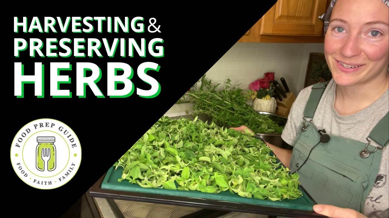 How to Dehydrate Herbs Without Destroying Their Nutrients