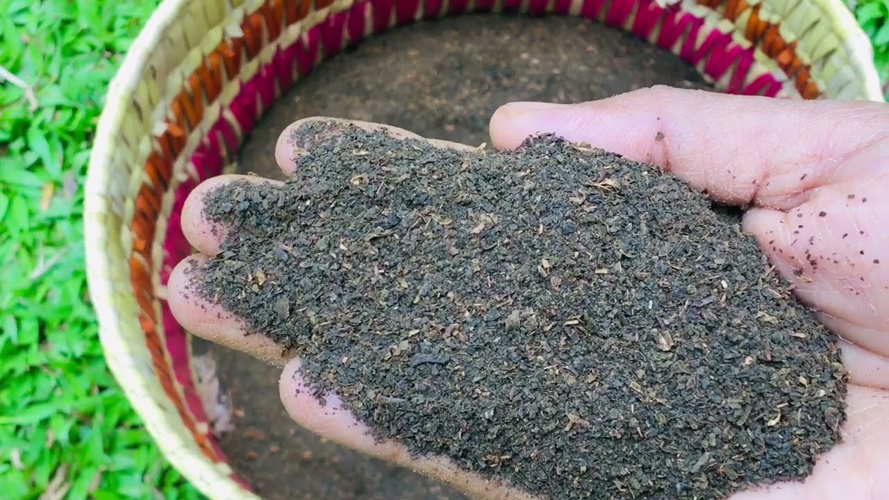 කිසිම වියදමක් නැතිව තේ කොළ ගෙදර ඉදන් හදමු 🌱☕️ How to make tea #villagelife#homemade tea#village