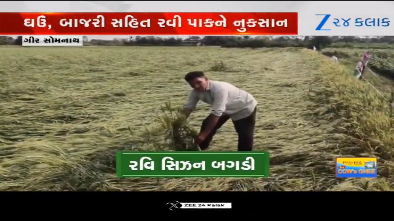 Gir-Somnath farmers face huge crop loss as parts of the district received unseasonal rains yesterday