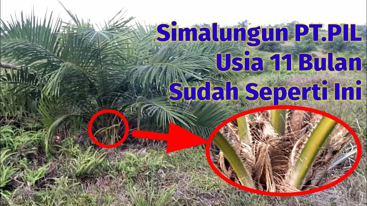 Simalungun PT.PIL Sangat baik beradaptasi dalam segala lahan!