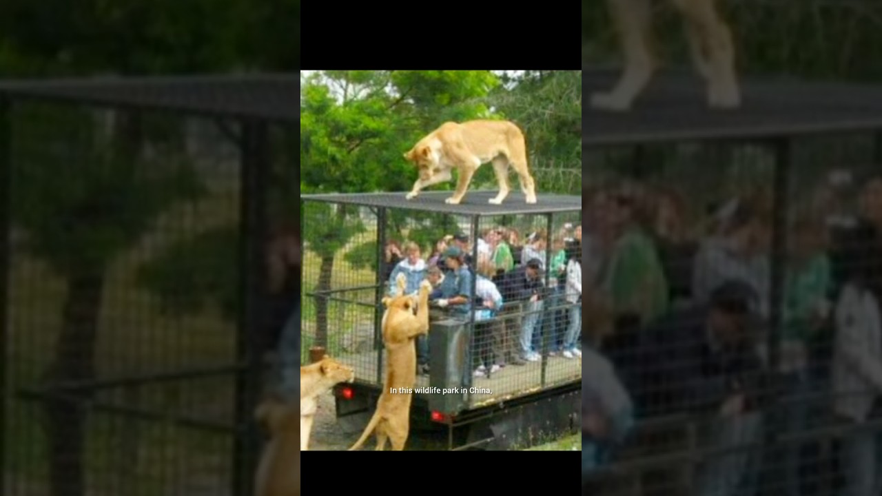 Humans in Cages, Tigers Free 😱🐯 
