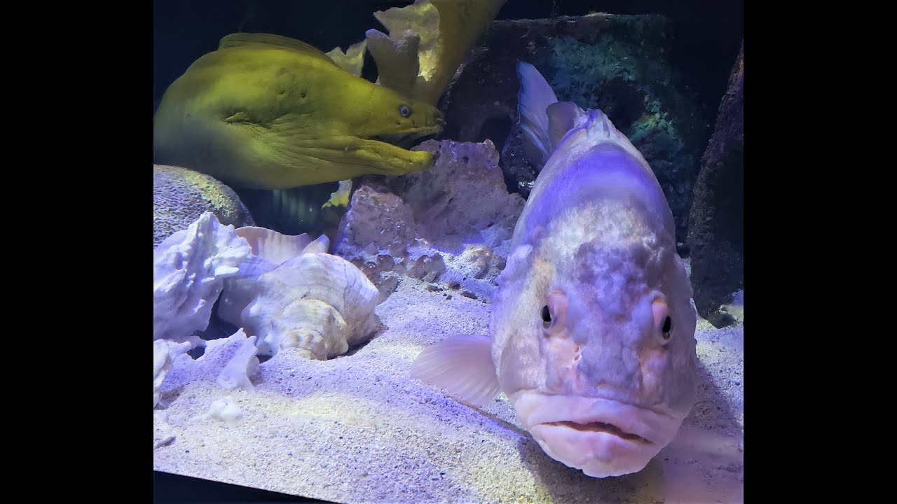 Our visit to the Mode Aquarium
