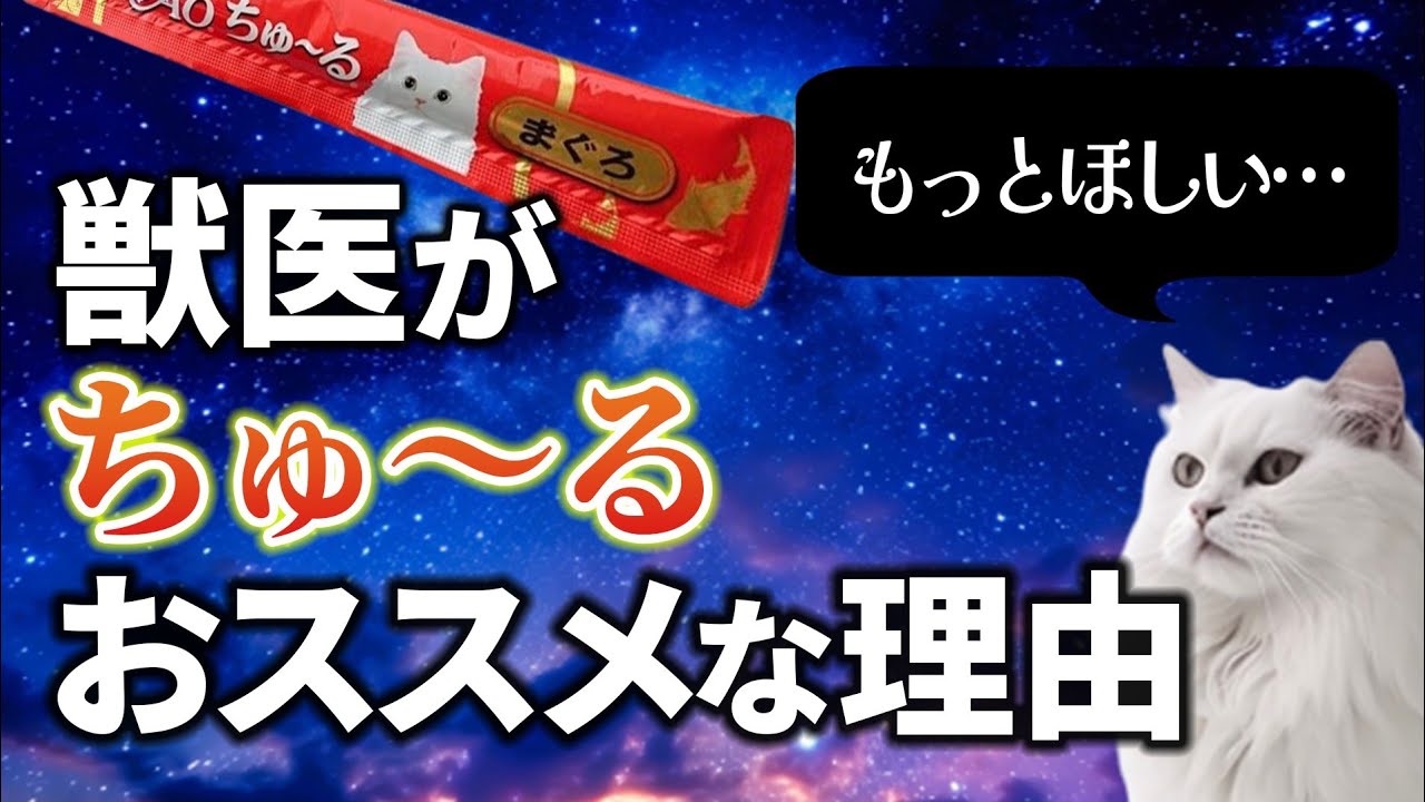 【最高のオヤツ】実は病院でも使う！！ちゅ～るのあげ方を獣医が解説