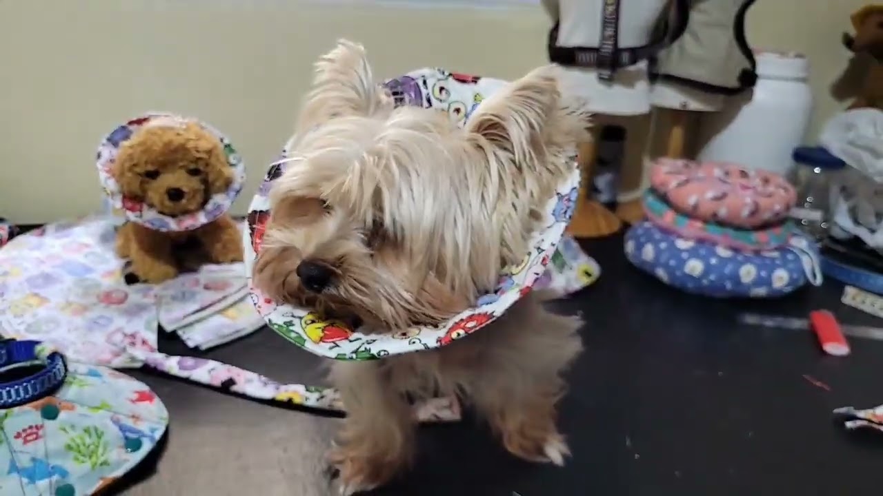 1° parte -  modelando o Cone protetor (Cirúrgico) - by Roseli Modesto 