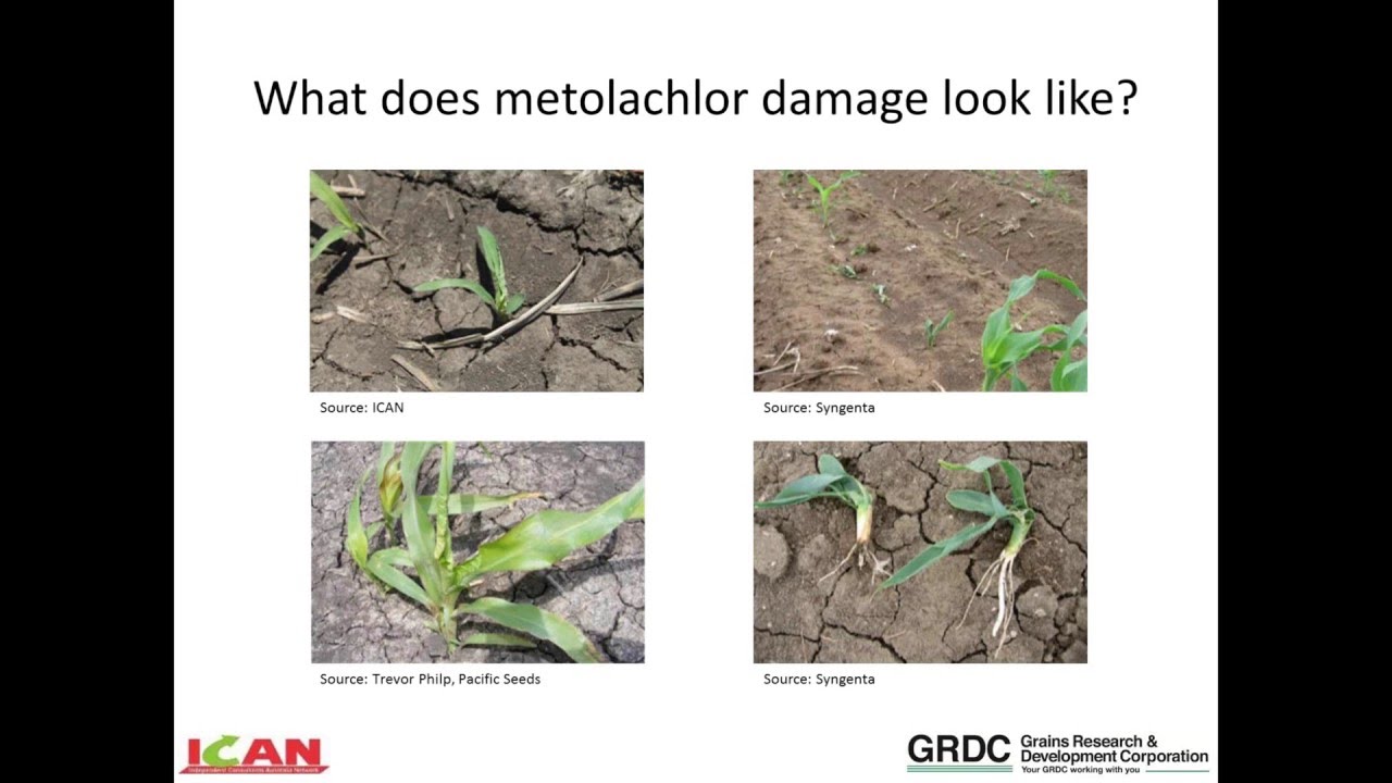 Managing sorghum injury when using metalachlor herbicides