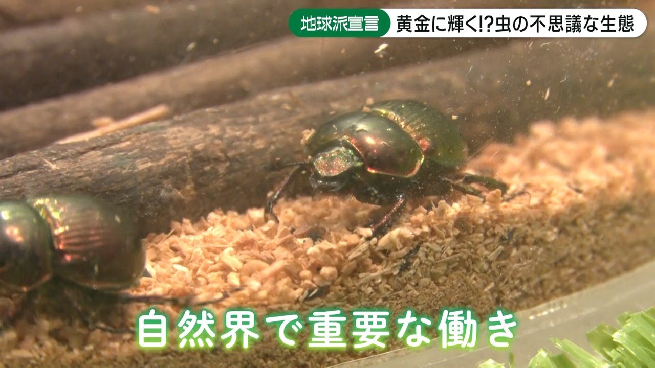 世界で約35,000種　コガネムシ上科の昆虫たち