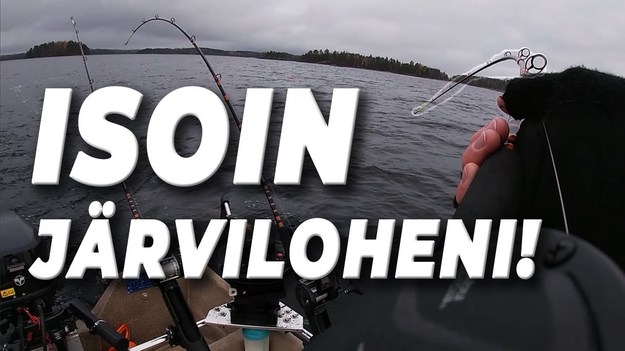 NYT TAPAHTUU! ISOIN JÄRVILOHENI | PIHLAJAVESI SAIMAA