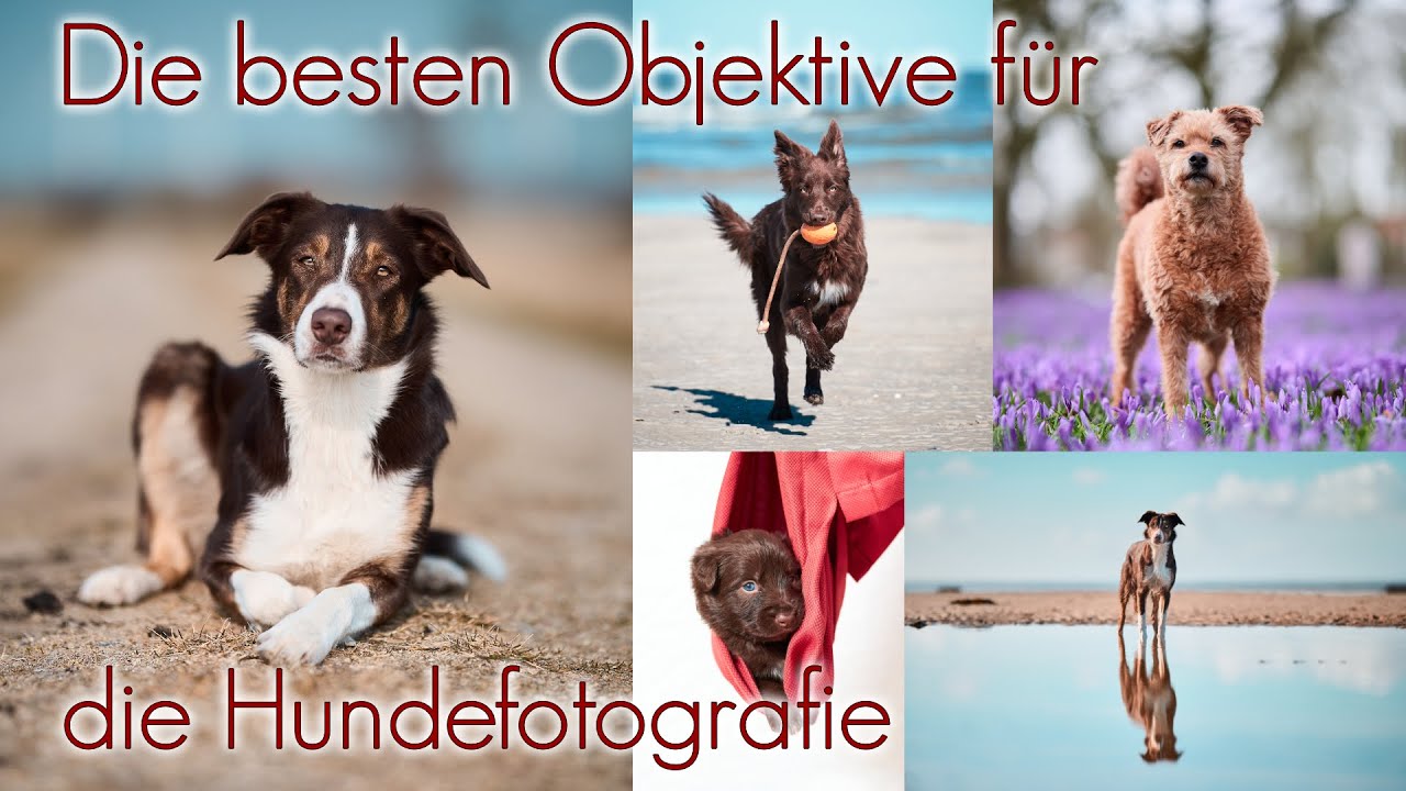 Meine Lieblingsobjektive für die Hundefotografie - Sony 135mm 1.8 GM und Sigma 105mm 1.4 Art