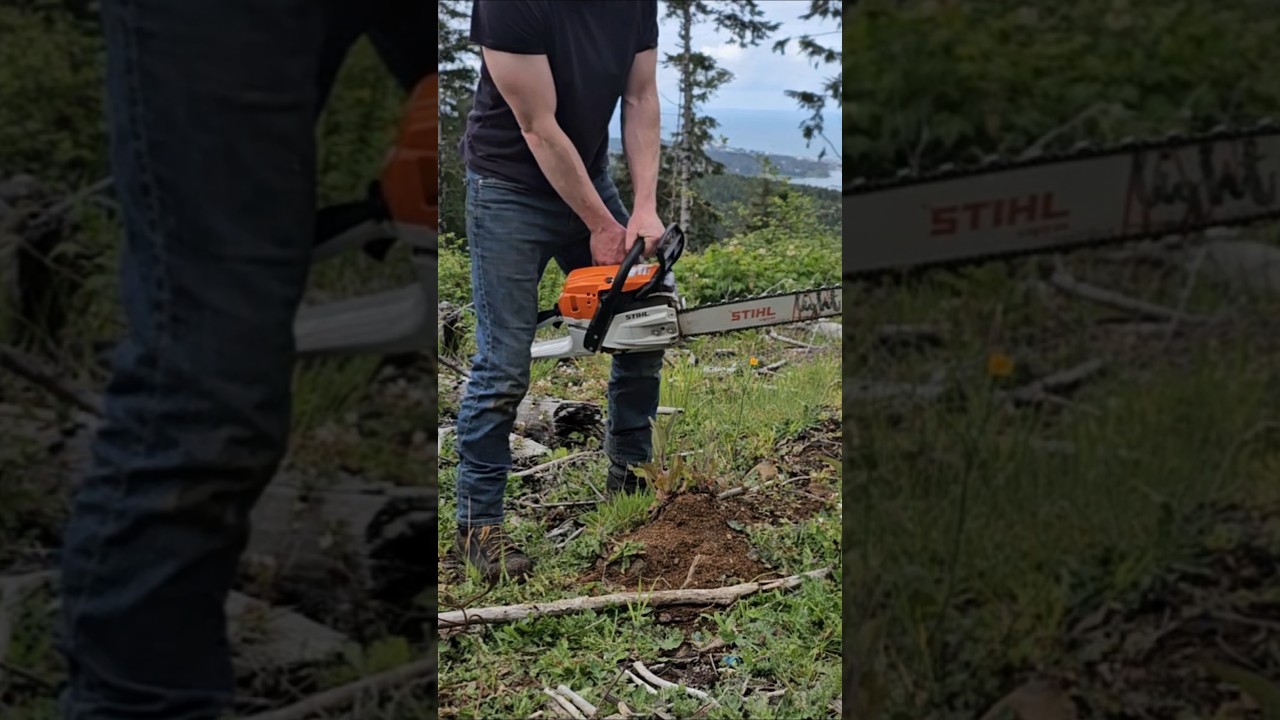 MS261 STIHL Chainsaw #coldstart #chainsawaddict