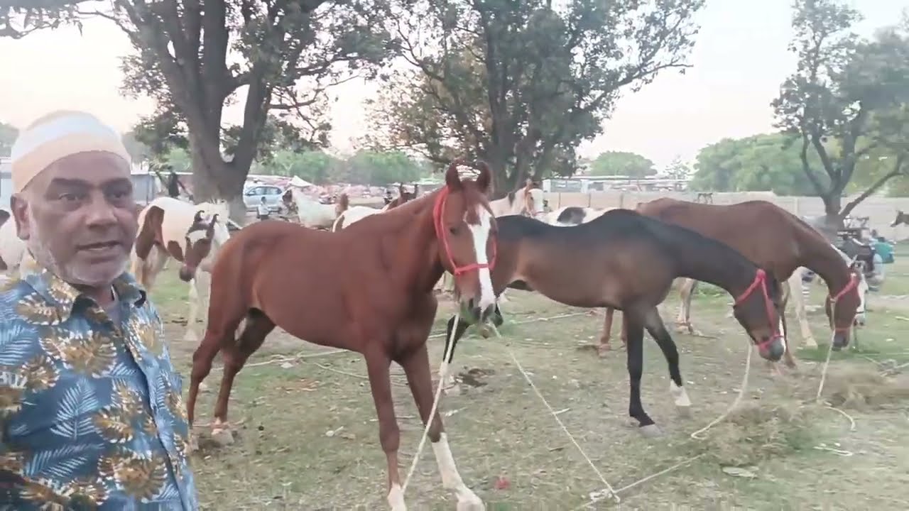 धार्मिक चेती मेला जबरदस्त घोड़े देखो