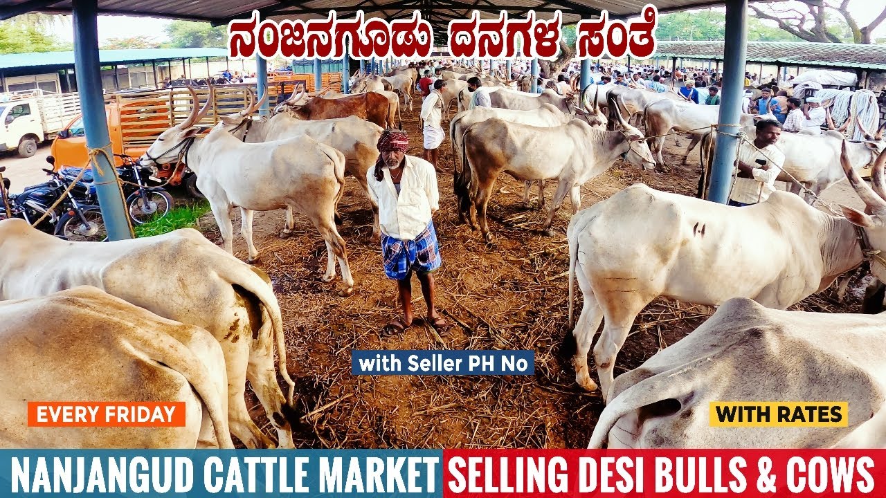 Best Hallikar and Amrit Mahal Bulls Sold at Nanjangud Cattle Market near Mysore | Cattle Market 2021