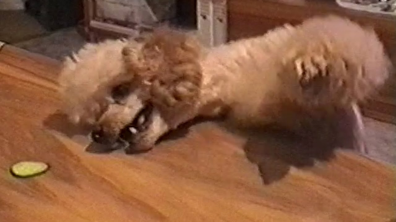 21 Hungry Dogs Who Want All Your Food