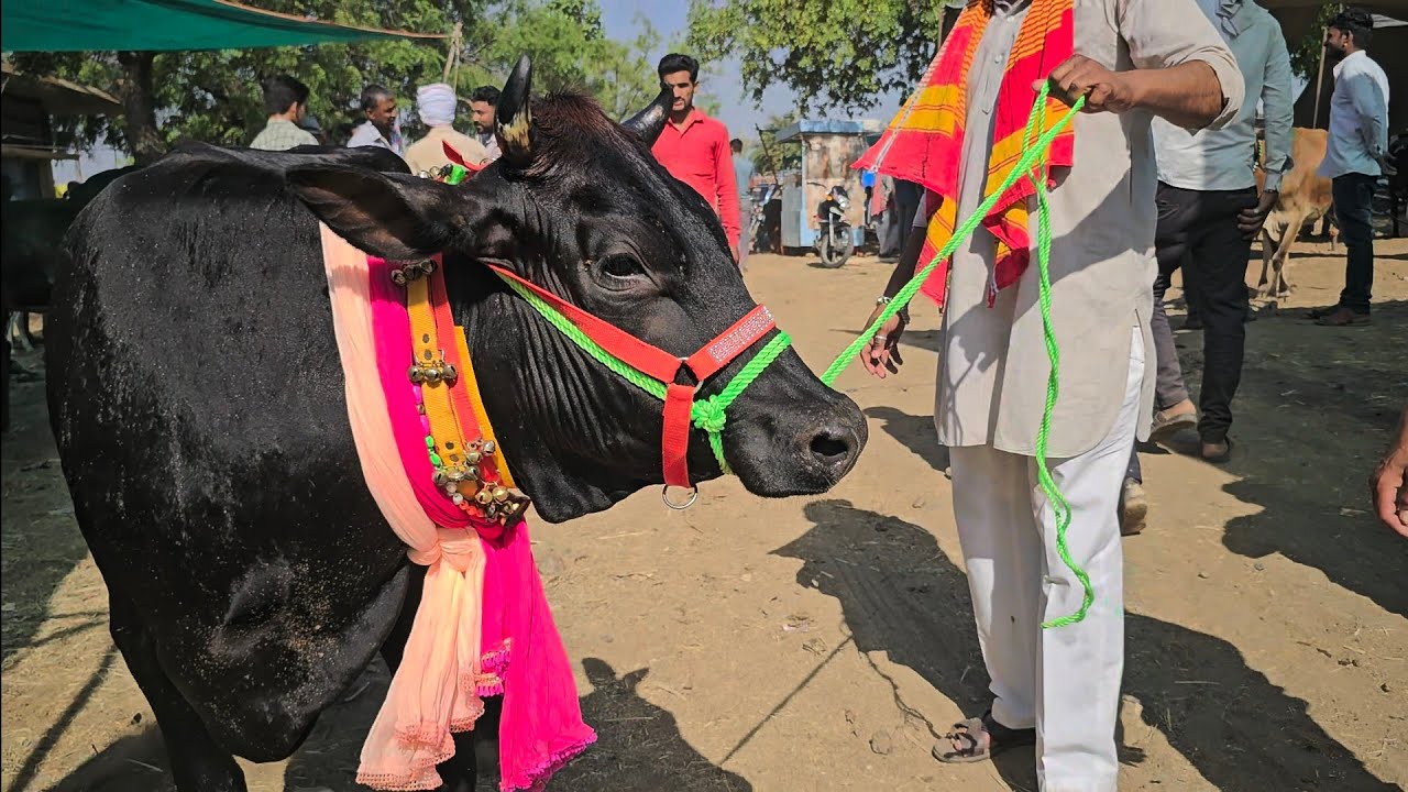 #देपालपुर होलिस्टन एचएफ गाय मंडी 2 दांत HF केडी दूध 16 लीटर cow mandi depalpur mp