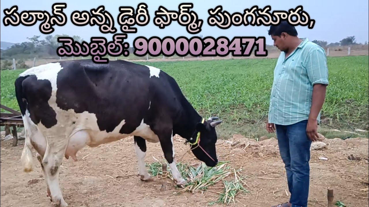 Salman Anna Dairy Farm, Mob.No: 9000028471, Morum Palli(village), Punganur(Chittoor District), AP