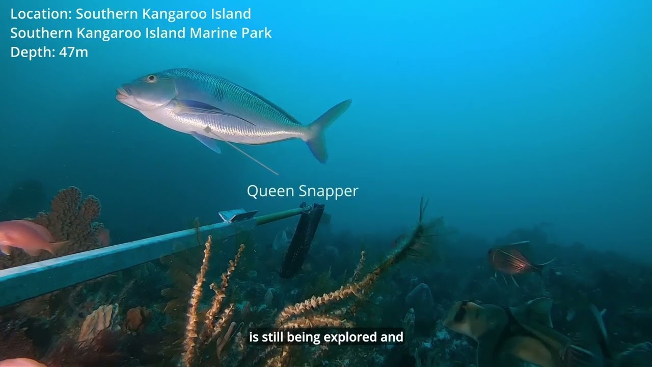 Marine teaching resources &ndash; Studying Mesophotic reefs in SA