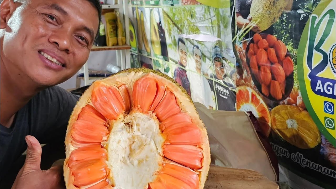 Mit Ruot Do Berbuah Pertama di Indonesia #getahnangka #berkebun #nangka