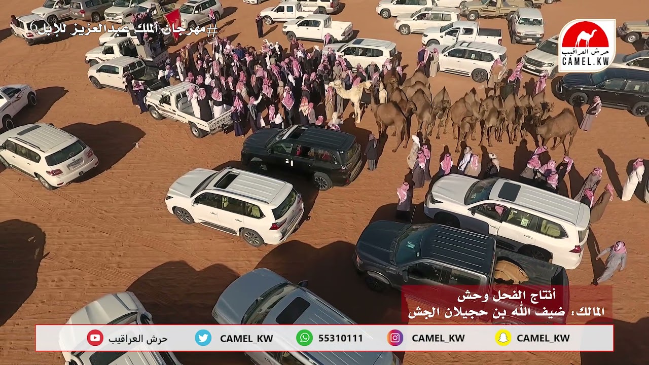 مسيرة  أنتاج الفحل وحش  / المالك  ضيف الله بن حجيلان الجش