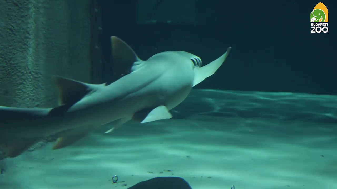 Terepszemle az új Cápasuliban és az épülő Pannon Parkban