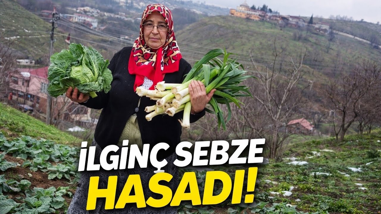 ​🥬 BAHÇEDEN TAPTaze! Sarmalık Karalahana ve Böreklik Ispanak Hasadı
