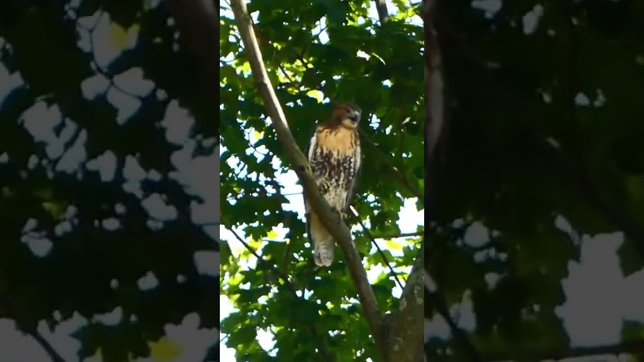 Red Tailed Hawk Screech