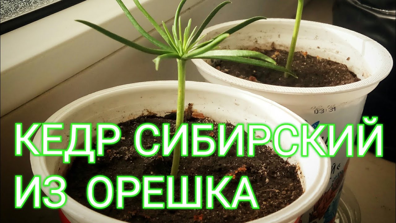 Кедр Сибирский из орешка, в Украине - #1. Опыт проращивания в домашних условиях.