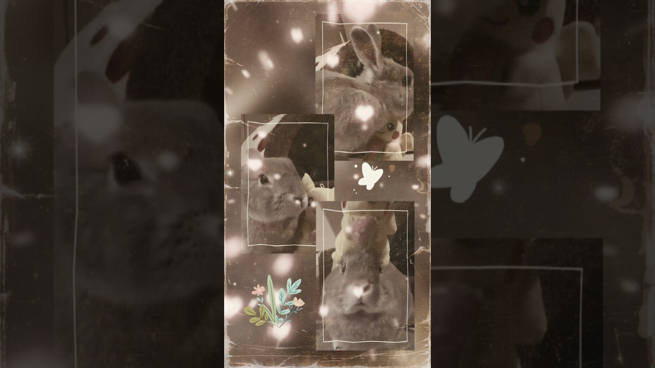 I would like to give a Silver Creator Award to the rabbit who has departed for heaven.