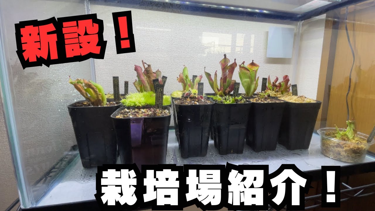 [食虫植物]我が家の栽培上が増設したので改めてご紹介