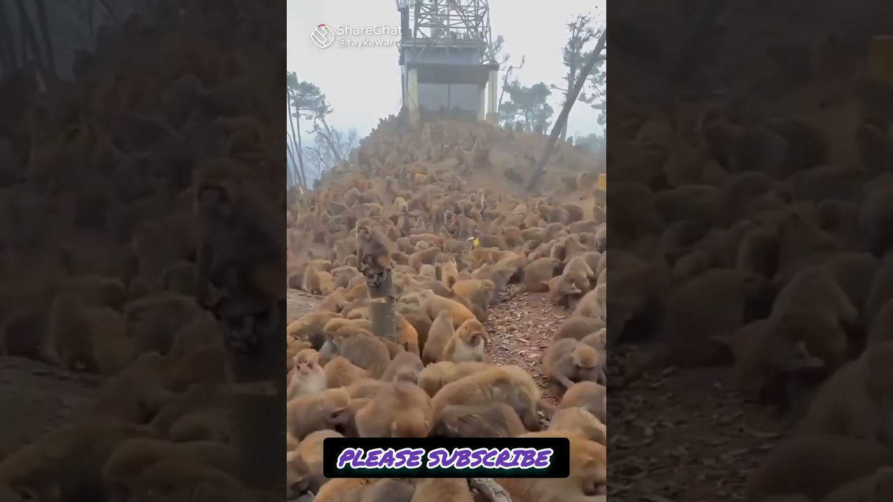 #sorts #hanumanji #live #aarti