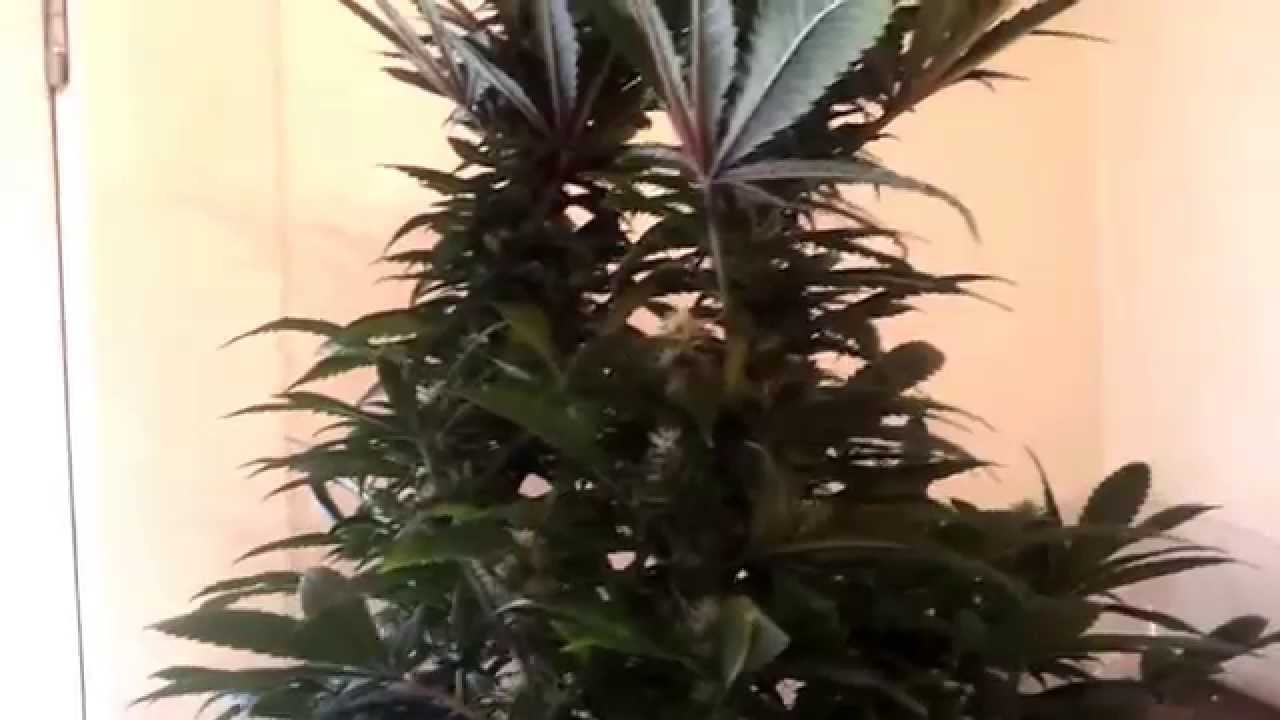 How to make your own weed strain, part 1. Hand pollination