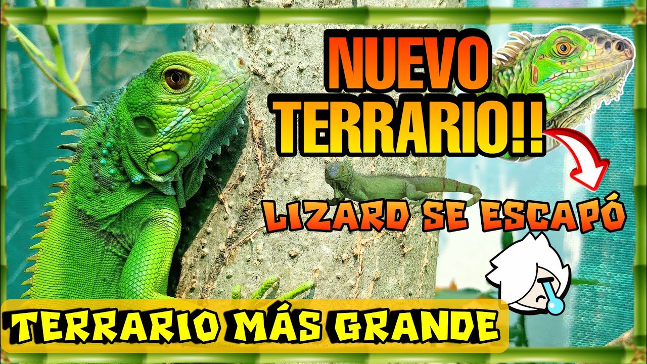 El NUEVO TERRARIO DE MIS IGUANAS!! - Mi Iguana se Escapó 😓