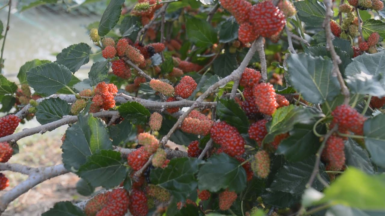 3 trái cây ngon làm giàu