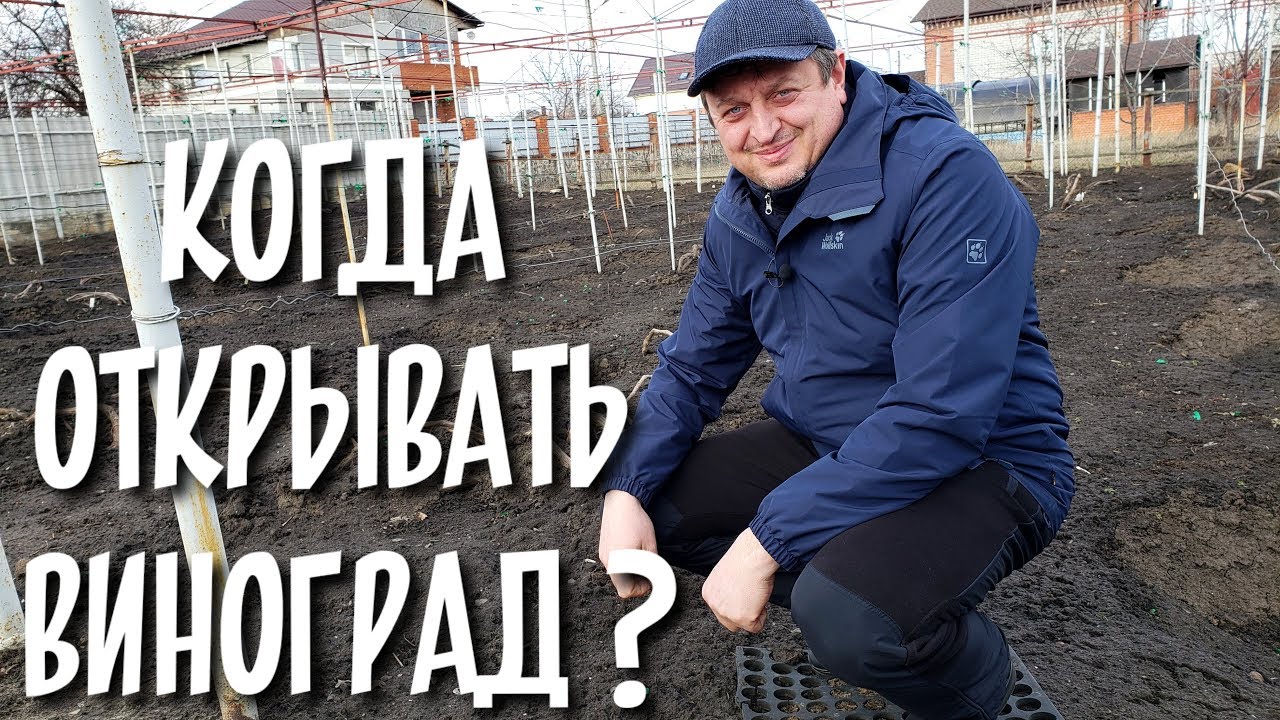 КОГДА ОТКРЫВАТЬ ВИНОГРАД???