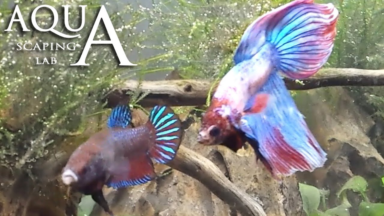 Aquascaping Lab - Betta Splendens Breeding Reproduction / Siamese Combattente Riproduzione