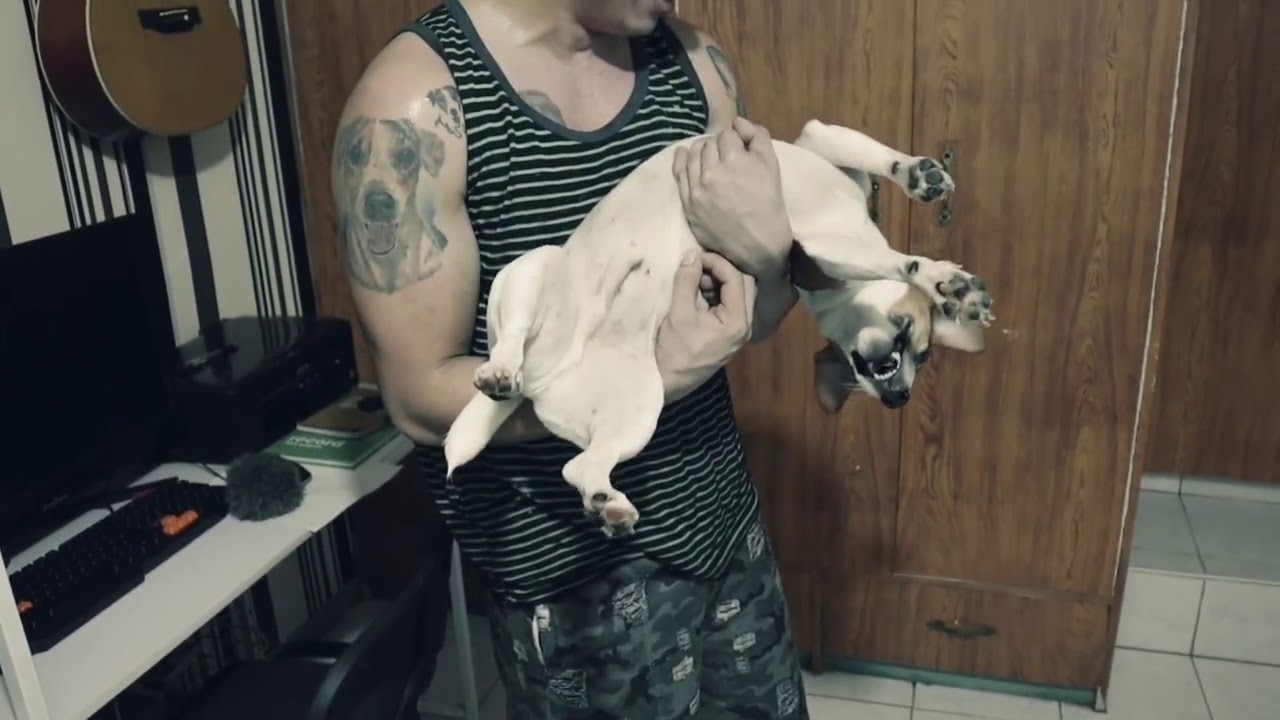 What happen to milo?? #MiloAndFriends @MiloAndFriends