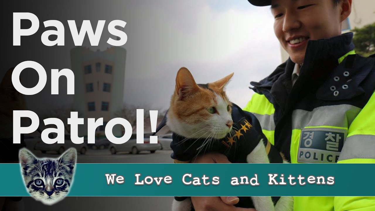 Feline Family Joins The Force: Stray Cat Family Finds Purr-fect Home In Police Station!