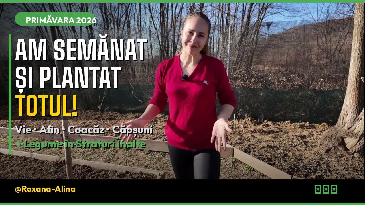 Am Semănat și Plantat Totul! 🌱 Vie, Afin, Coacăz, Căpșuni + Legume în Straturi Înalte