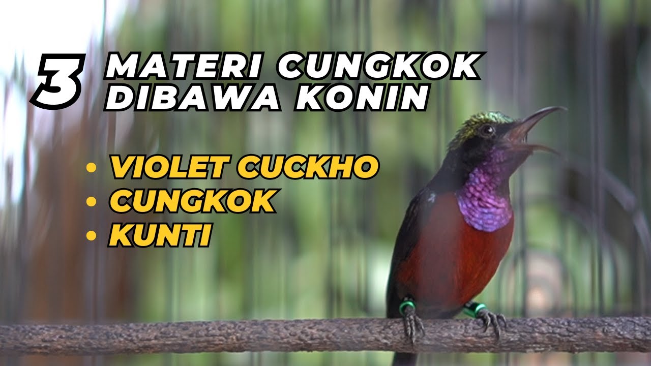 KONIN GACOR BAWAKAN 3 MATERI CUNGKOK LAGU MEWAH // MASTERAN BURUNG // PANCINGAN KOLIBRI NINJA
