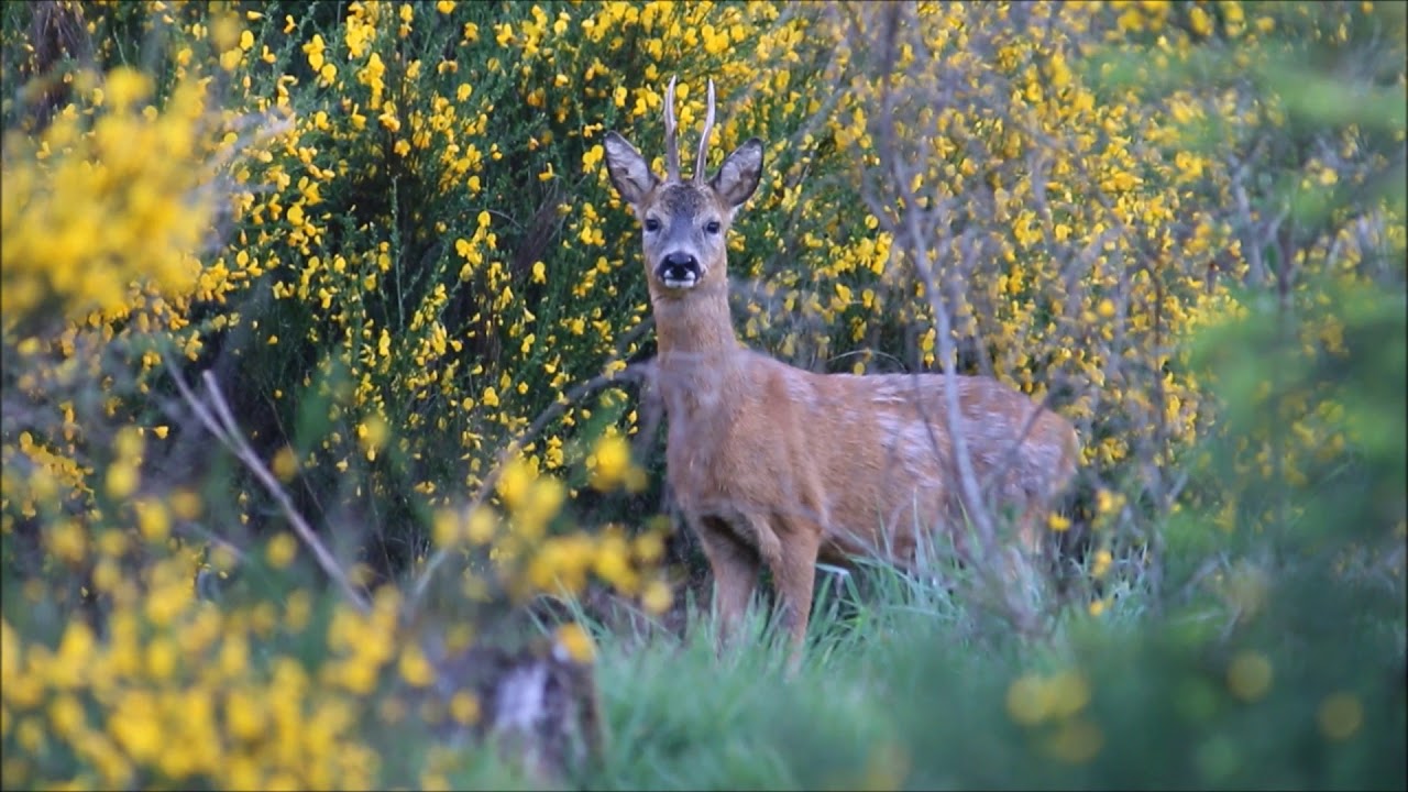 Aboiement (cris) du brocard.