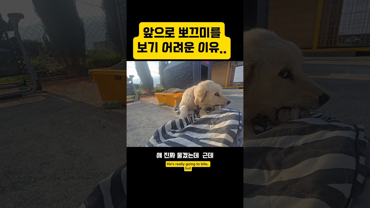 간식먹을때 쓰담쓰담이 위험한 이유 #남해 #몽실이 #뽀끄미 #강아지 #리트리버 #먹방 #훈련